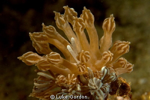 Phyllodesmium rudmani, a perfect mimic of its host! Proba... by Luke Gordon 